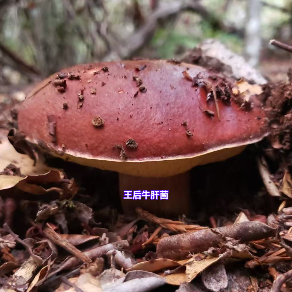 11/29 湾区亲子科普蘑菇活动