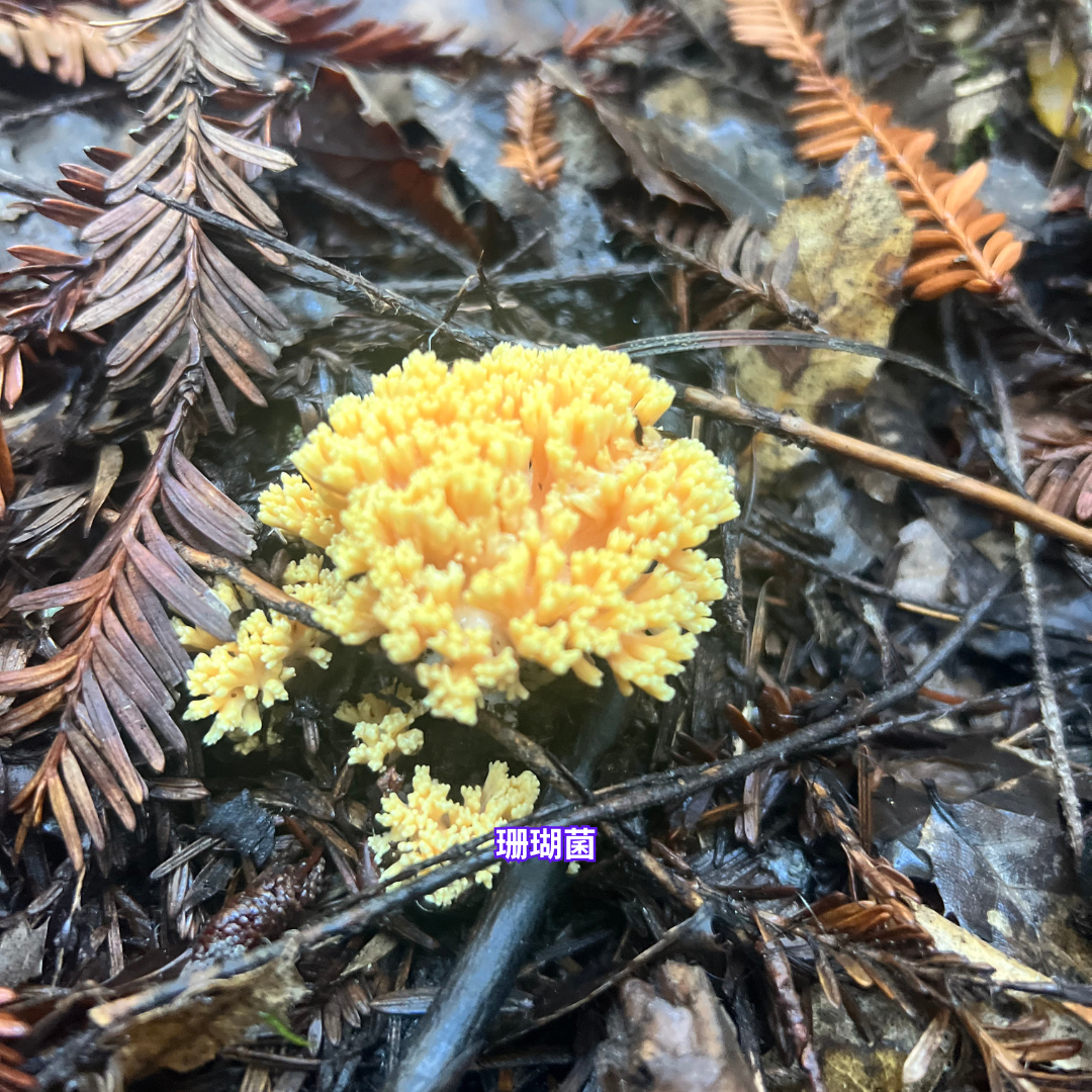 11/29 湾区亲子科普蘑菇活动