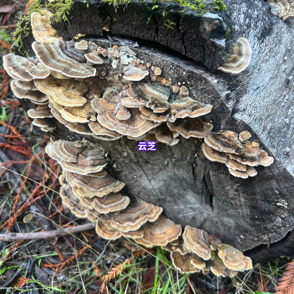 11/29 湾区亲子科普蘑菇活动