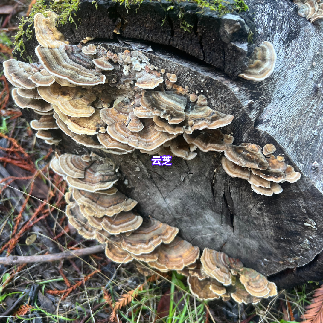 11/29 湾区亲子科普蘑菇活动