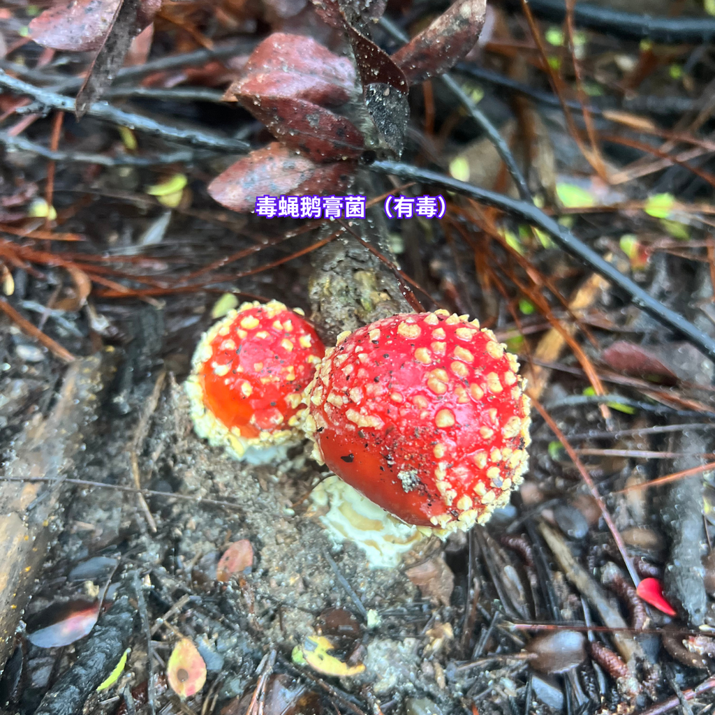 11/29 湾区亲子科普蘑菇活动