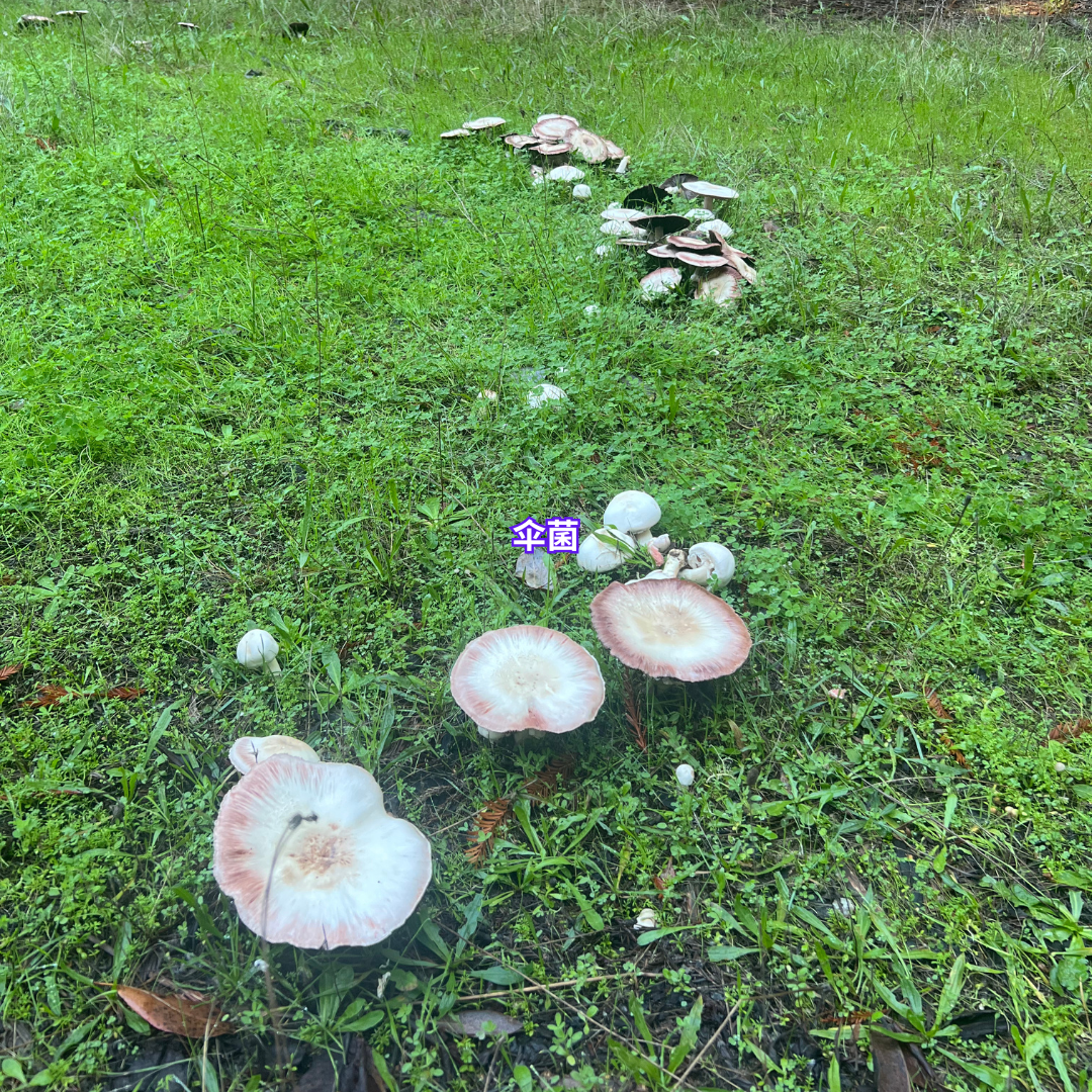 11/29 湾区亲子科普蘑菇活动