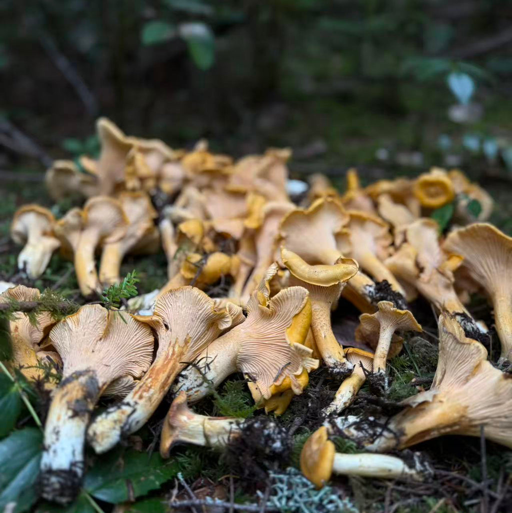 西雅图10月中旬4小时户外摘菌菇🍄