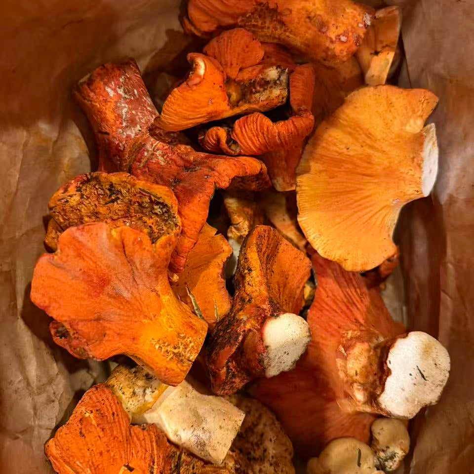 西雅图10月中旬4小时户外摘菌菇🍄