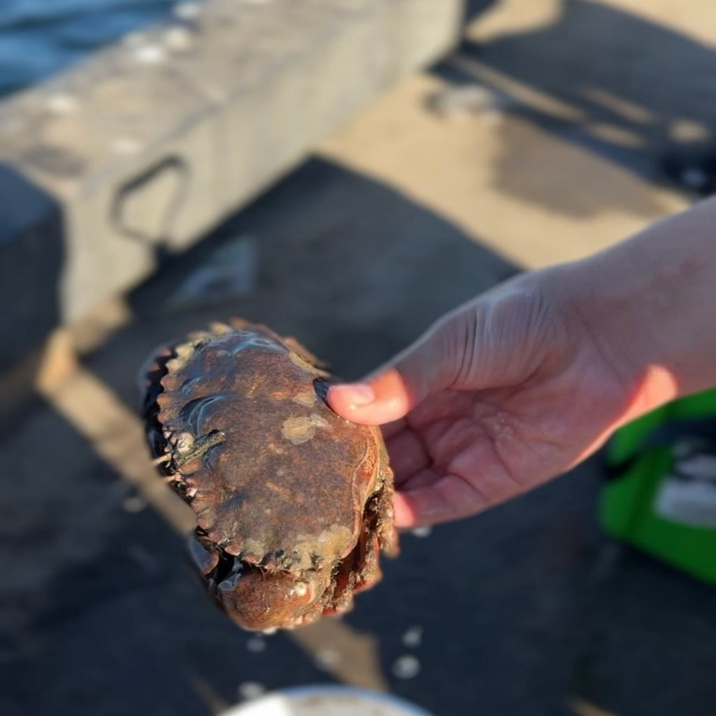 11/22 旧金山湾区亲子抓螃蟹活动🦀