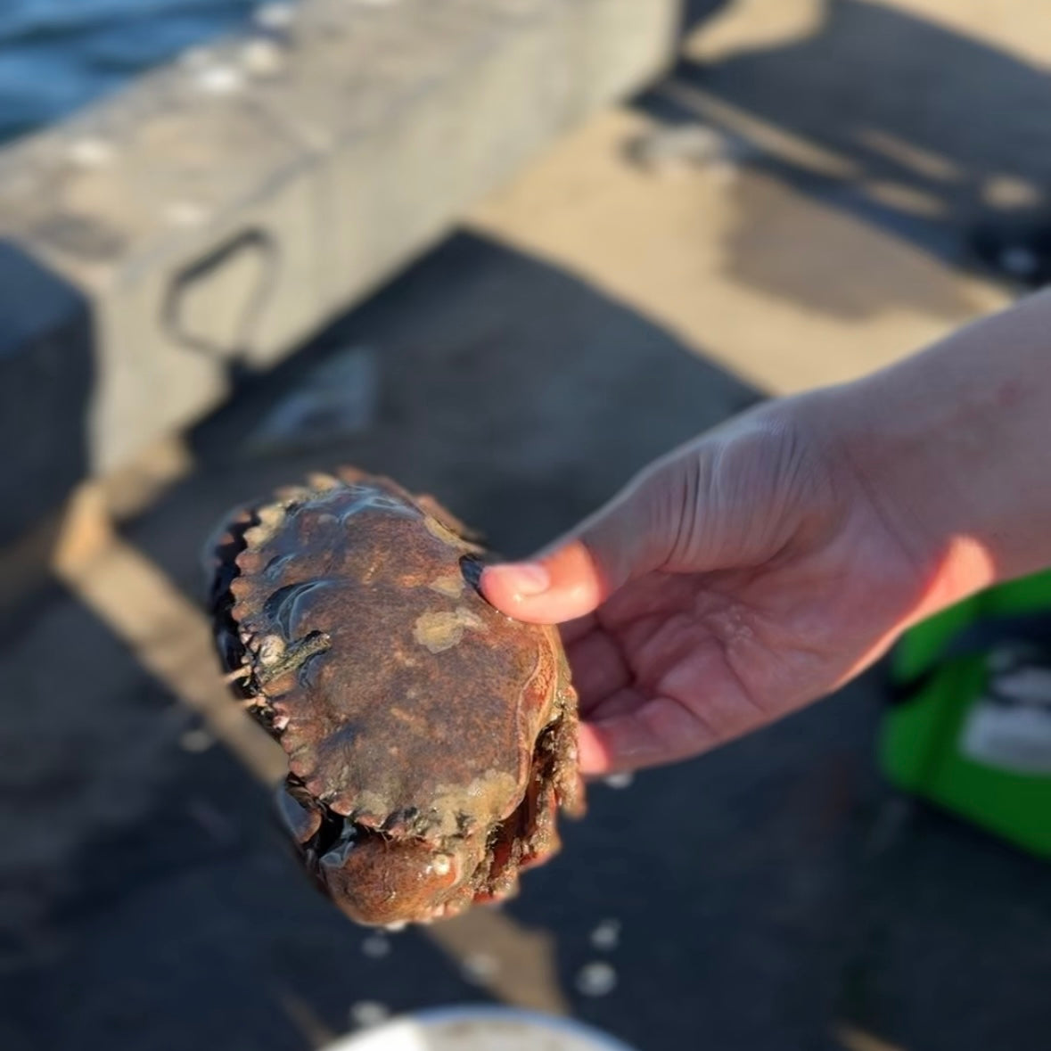 11/22 旧金山湾区亲子抓螃蟹活动🦀