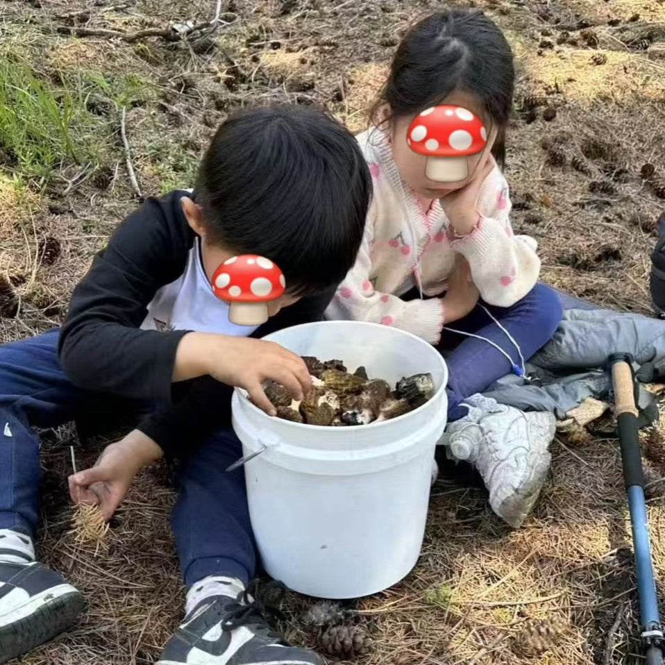 西雅图亲子户外摘菌菇体验🍄