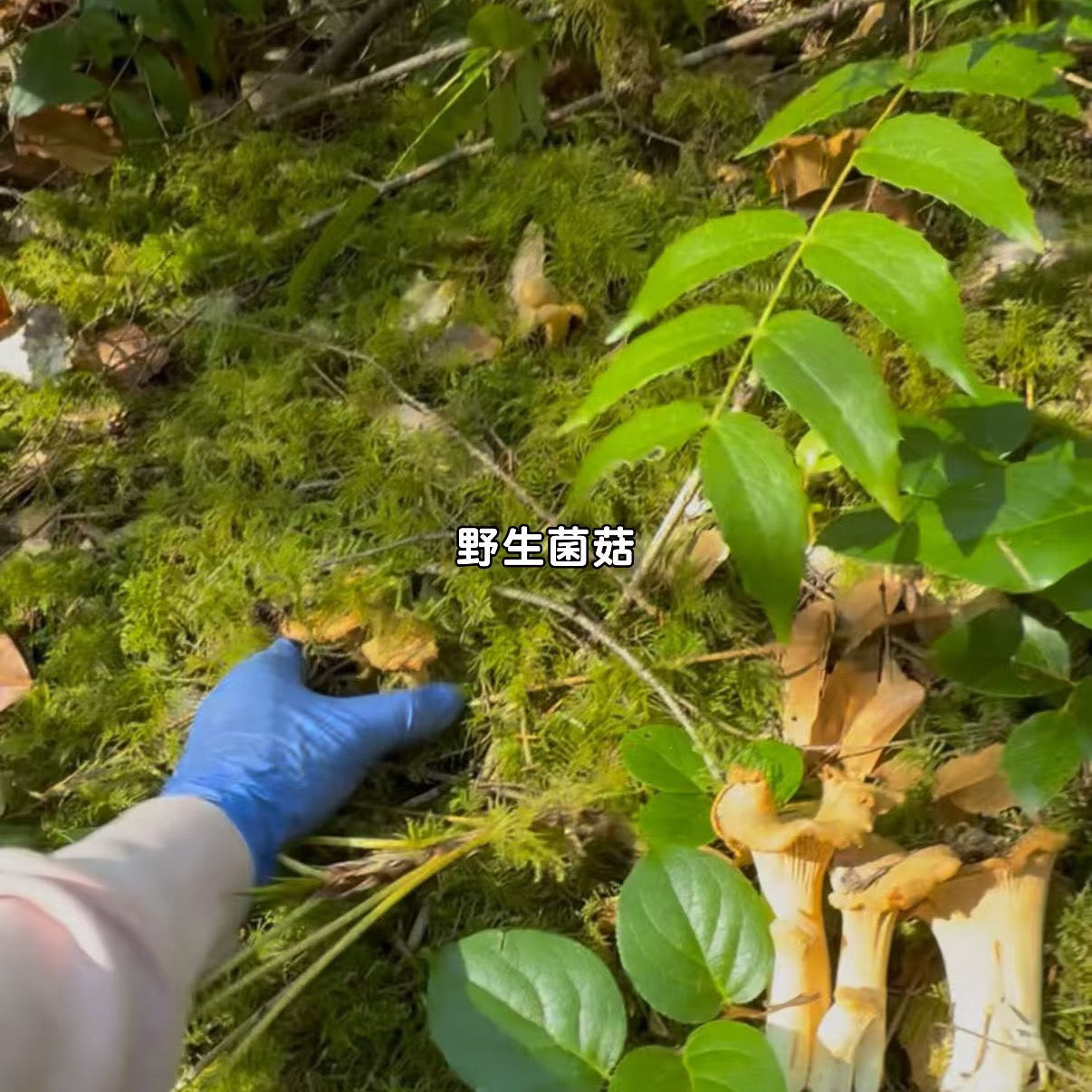 西雅图10月中旬4小时户外摘菌菇🍄