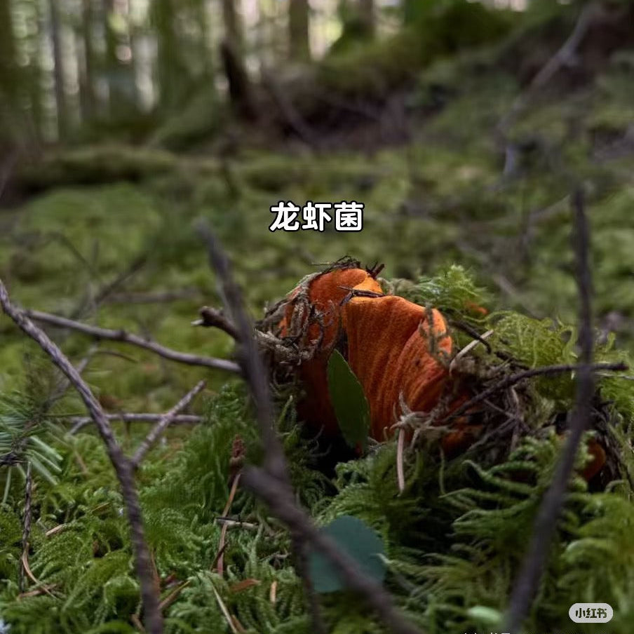 西雅图10月中旬4小时户外摘菌菇🍄