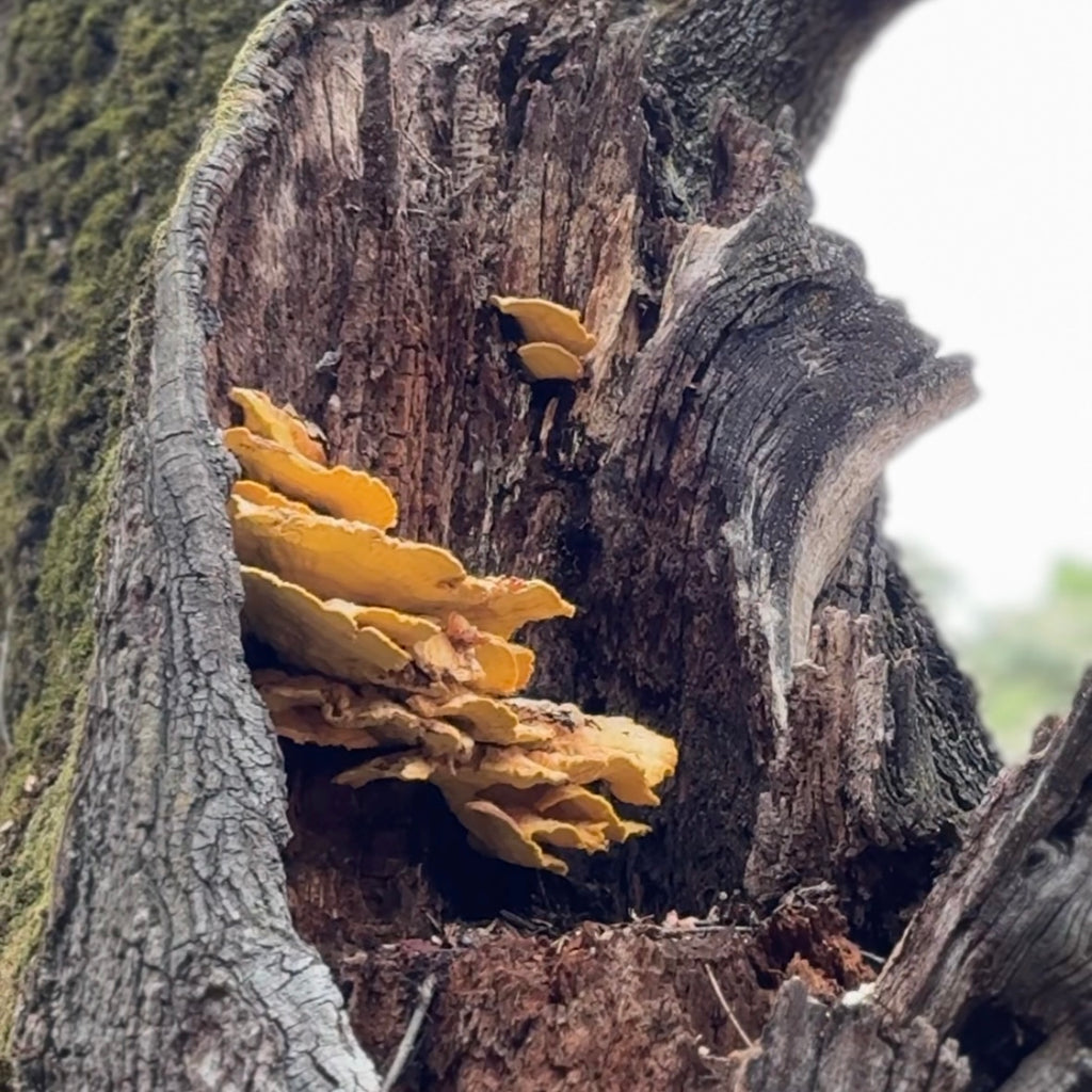 11/2湾区亲子大自然户外探索课🌿