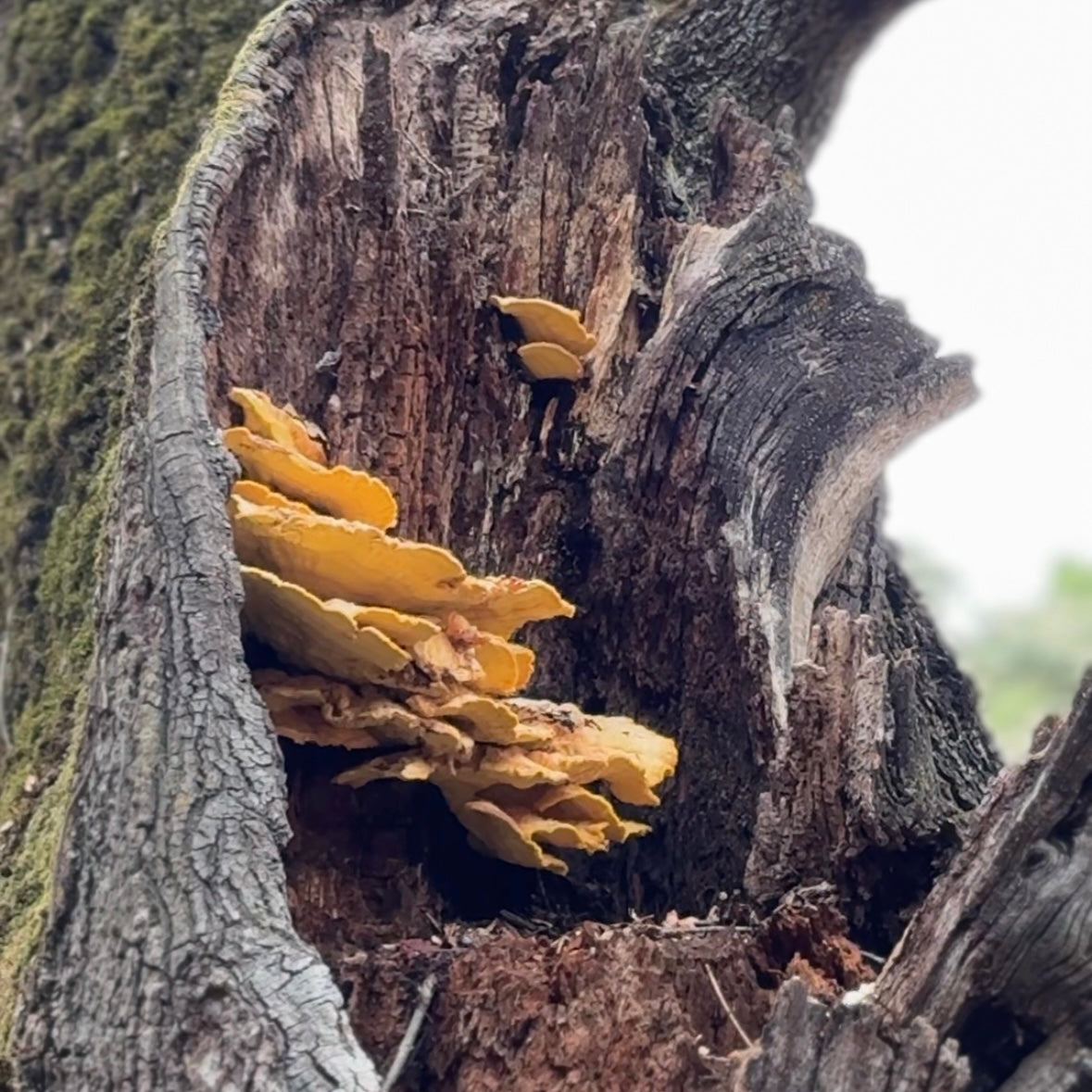 11/2湾区亲子大自然户外探索课🌿