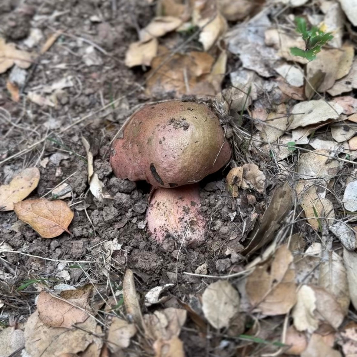 11/2湾区亲子大自然户外探索课🌿