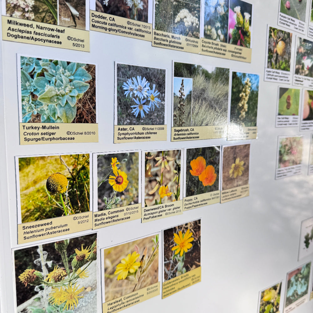 11/8湾区亲子大自然户外探索课🌿