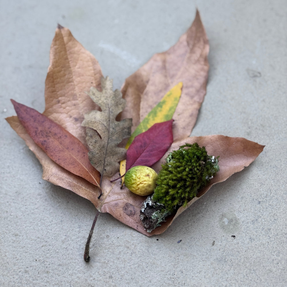 11/8湾区亲子大自然户外探索课🌿