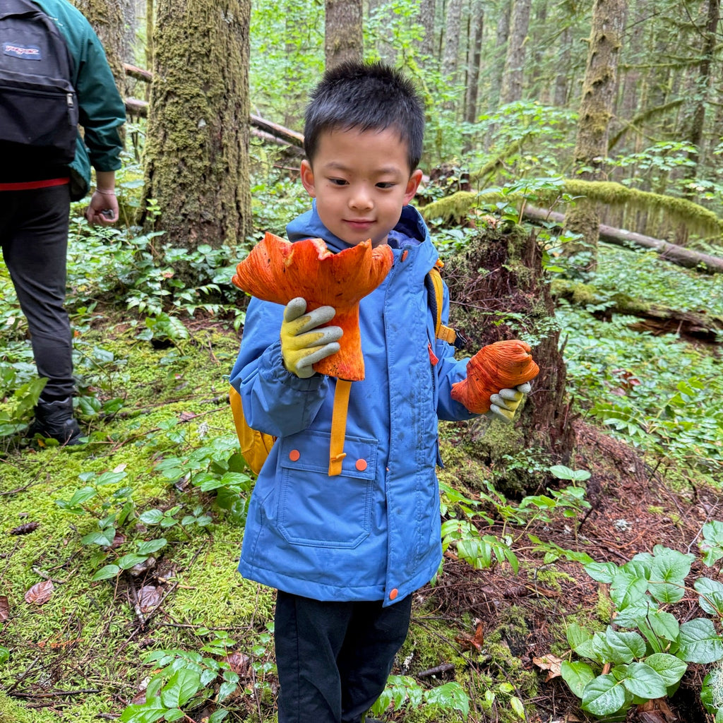 西雅图10月中旬4小时户外摘菌菇🍄
