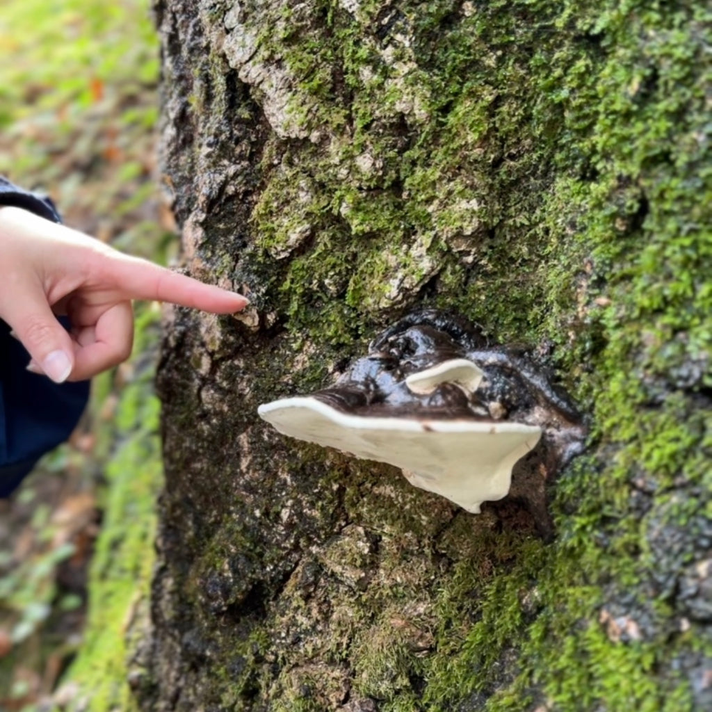 11/15 湾区亲子大自然户外探索课🌿