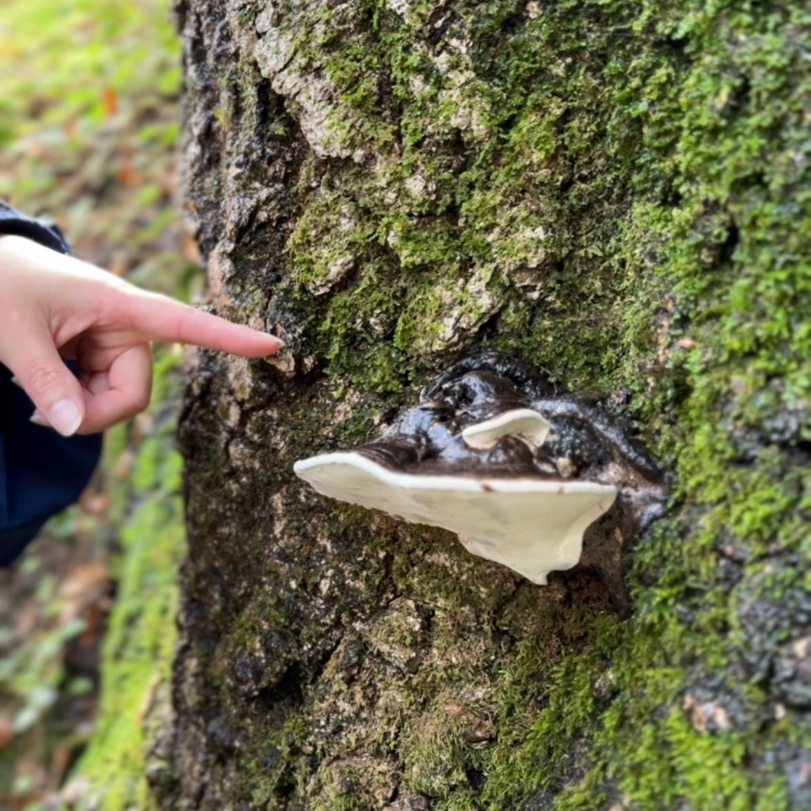 11/15 湾区亲子大自然户外探索课🌿