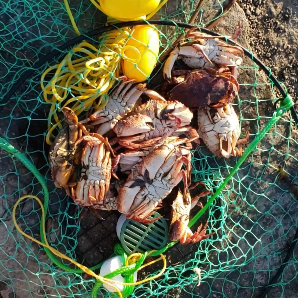 11/22 旧金山湾区亲子抓螃蟹活动🦀