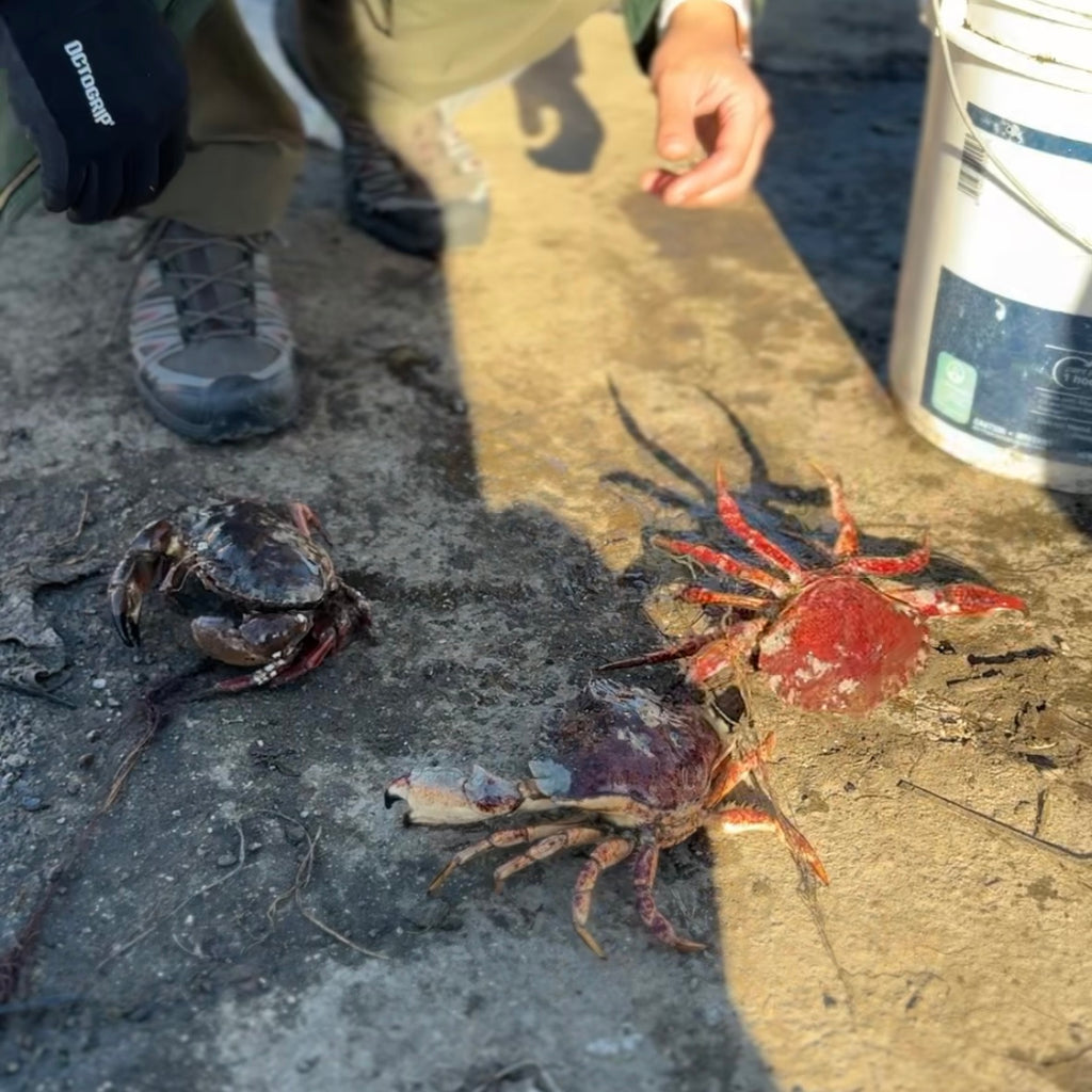 11/22 旧金山湾区亲子抓螃蟹活动🦀