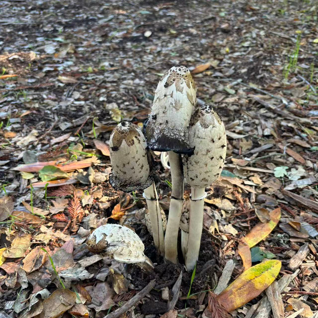 11/23 Ms. Susan 的自然户外课🌿