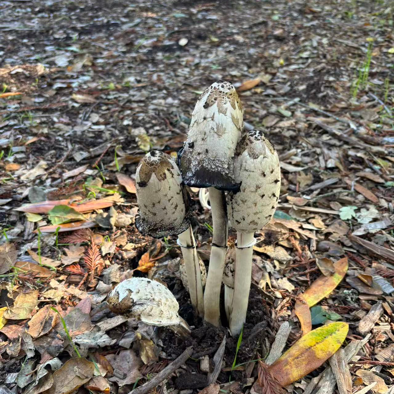 11/23 Ms. Susan 的自然户外课🌿