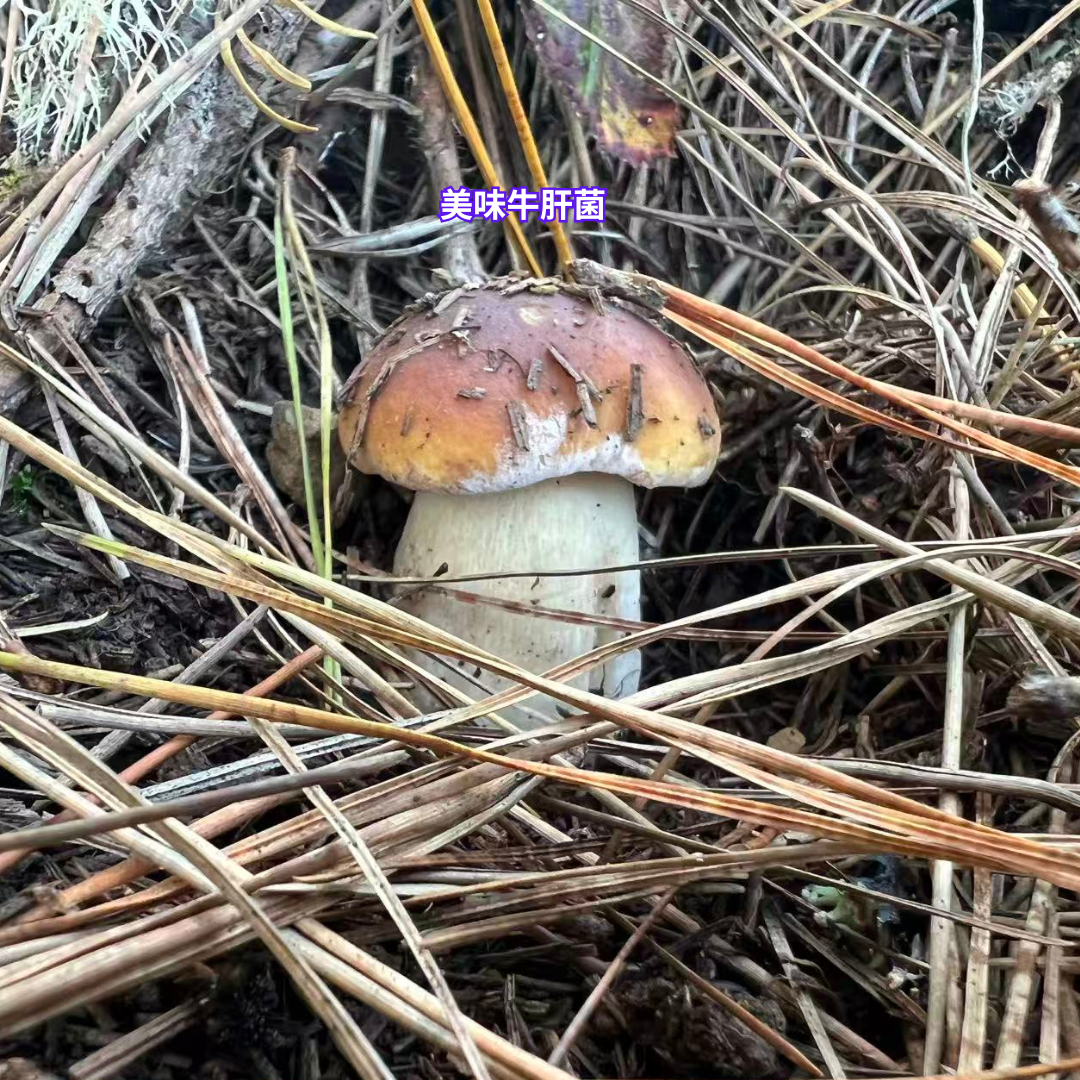 11/29 湾区亲子科普蘑菇活动