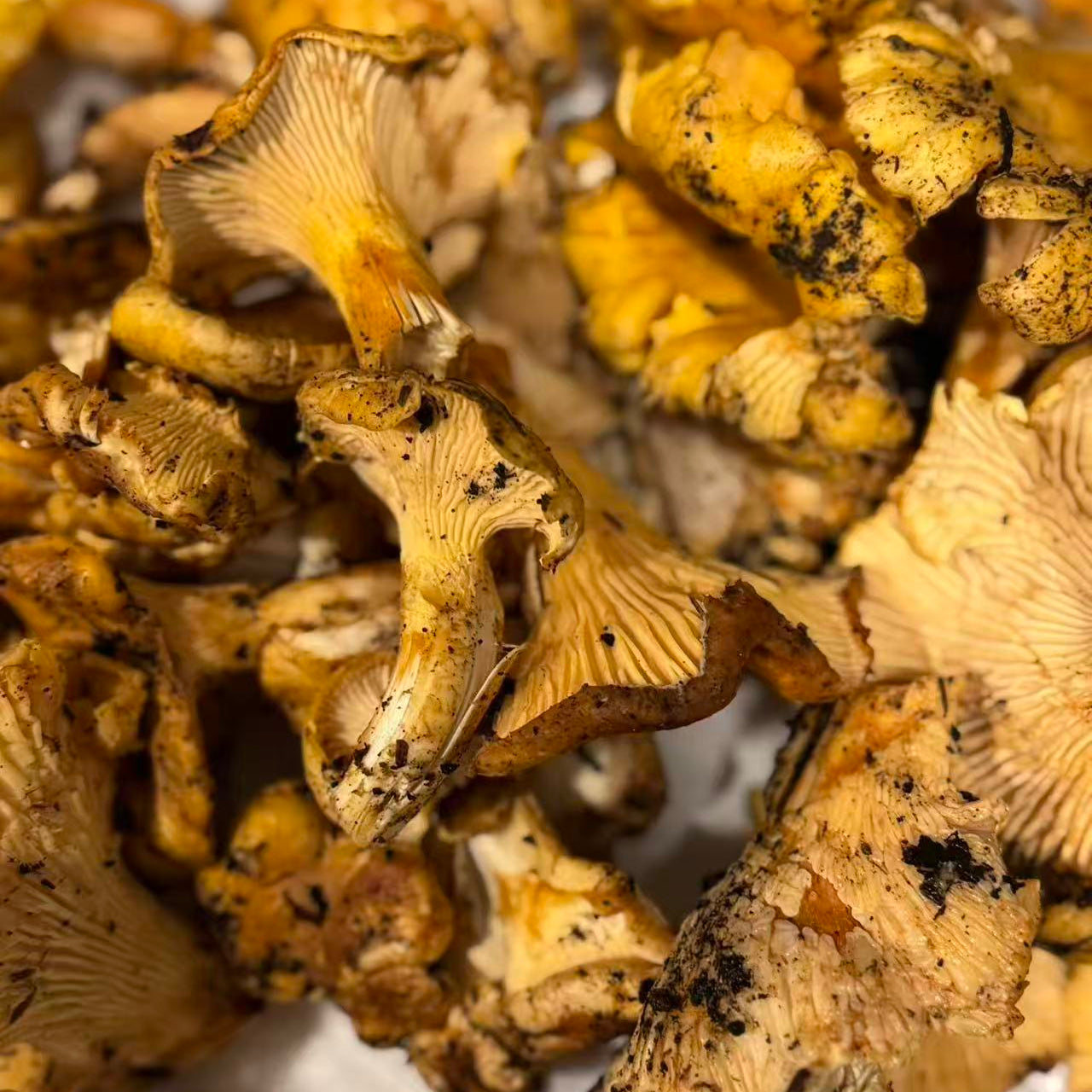 西雅图10月中旬4小时户外摘菌菇🍄