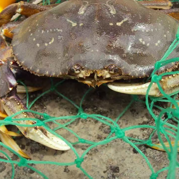 11/22 旧金山湾区亲子抓螃蟹活动🦀